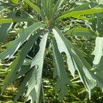 Cussonia paniculata Blad