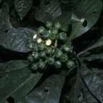 Potalia amara Fruto