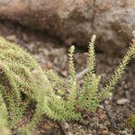 Erica galioides Hoja