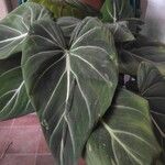 Philodendron gloriosum List