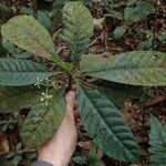 Psychotria alatipes 整株植物