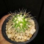 Echinocactus grusoniiLeaf