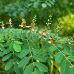 Indigofera tinctoria Flor