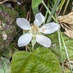 Rubus ursinus 花