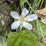 Rubus ursinus Flor