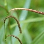 Carex pendula Άλλα