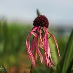 Echinacea pallida Цвят
