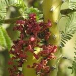 Euphorbia caducifolia Flor