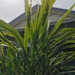 Cordyline stricta Leht