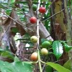 Coffea canephora Froito