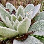 Verbascum thapsusFolha