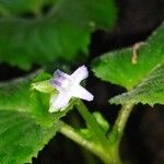 Epithema carnosum Flor