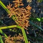 Cyperus longus Flower