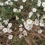 Anthemis maritima Flower