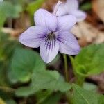 Viola rostrata Flower