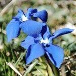 Gentiana sierrae Flower