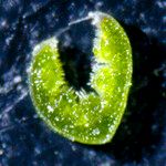 Festuca rubra Leaf