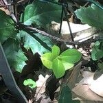 Aristolochia fontanesii Blatt