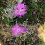 Dianthus hyssopifolius Flor