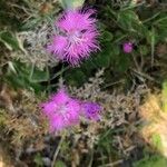 Dianthus hyssopifolius फूल