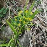 Gagea lutea Habit