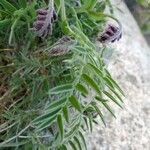 Vicia incana Blad