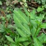 Persicaria hydropiper Flor