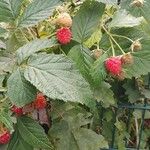 Rubus idaeus Fruit