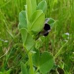 Vicia johannis Blatt