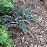 Gasteria carinata Leaf