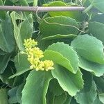 Cissus rotundifolia Květ