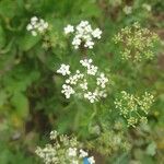 Sium sisarum Flor