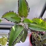 Kalanchoe daigremontiana Lapas