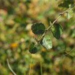 Betula nana Leaf