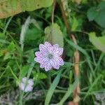 Geranium versicolor Kvet
