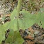 Triosteum perfoliatum 葉