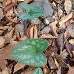 Hexastylis arifolia Lehti