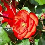 Rosa majalis Květ