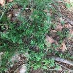 Galium rotundifolium Συνήθη χαρακτηριστικά