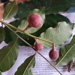 Guarea macrophylla Fruit