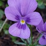 Viola dubyana