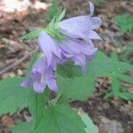 Campanula trachelium花