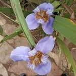 Trimezia coerulea Flower