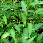 Persicaria mitis पत्ता