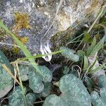 Cyclamen balearicum Leaf