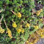 Saxifraga juniperifolia Flower