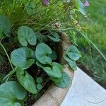 Dichondra carolinensis পাতা