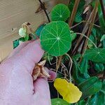 Tropaeolum minus Leaf