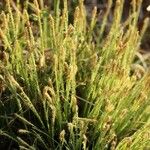 Carex duvaliana