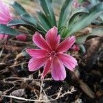 Lewisia longipetala ᱵᱟᱦᱟ